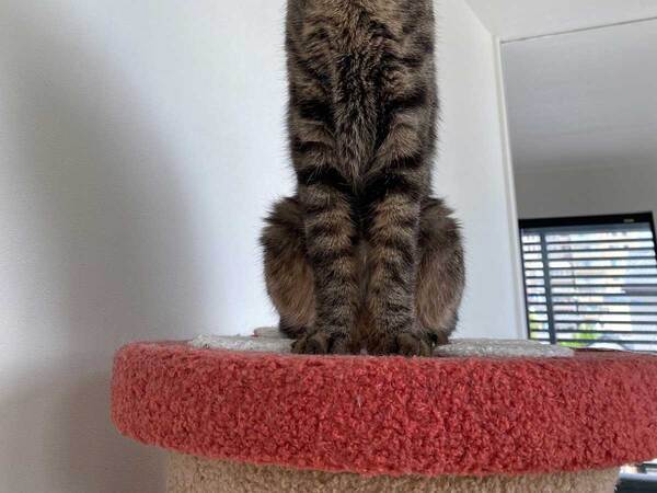 「うちの猫いつからチンアナゴになった？」　虫を目で追う猫に、4万人が爆笑！