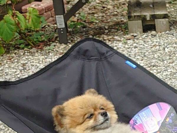 お盆に煙を浴びる犬　そのワケが？「泣けてくる…」