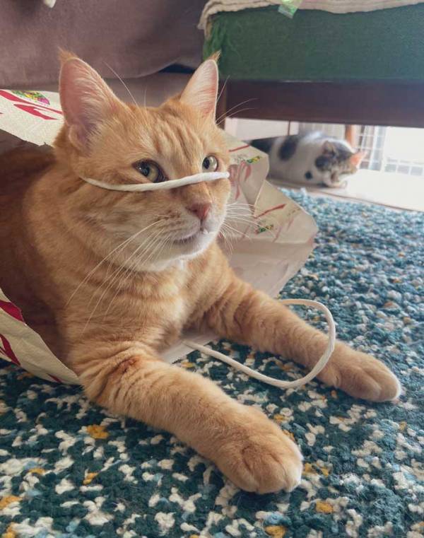 飼い主「ウソみたいだろ」　紙袋で遊ぶ猫、シュールすぎる姿に「最高かよ」「情報量が多い」