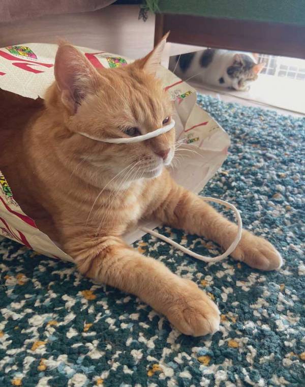 飼い主「ウソみたいだろ」　紙袋で遊ぶ猫、シュールすぎる姿に「最高かよ」「情報量が多い」