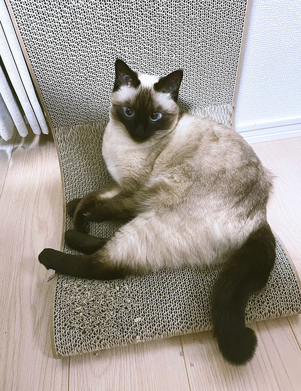 すやすやと眠る『エビフライの赤ちゃん』　その姿に「これは間違いない」「100点のフォルム」