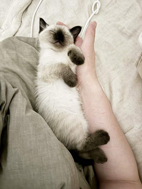 すやすやと眠る『エビフライの赤ちゃん』　その姿に「これは間違いない」「100点のフォルム」