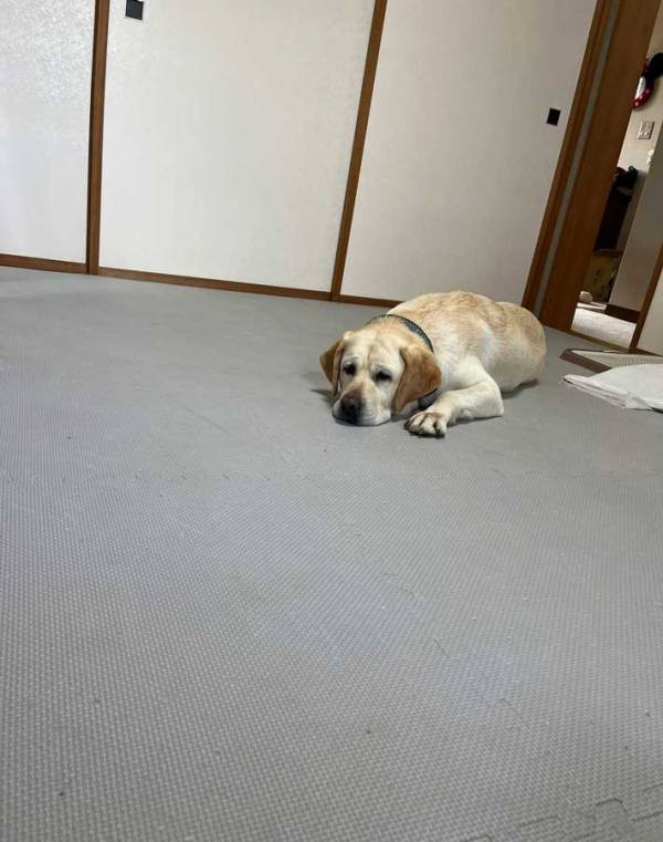 家の前で鳴いていた子猫　保護した後、同居犬とは別の部屋に移すと…「偉いね」「かわいい」
