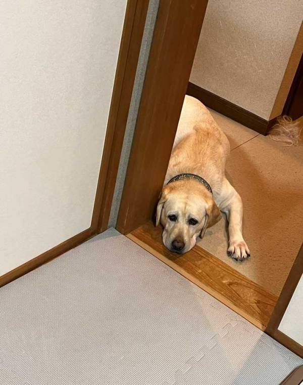 家の前で鳴いていた子猫　保護した後、同居犬とは別の部屋に移すと…「偉いね」「かわいい」