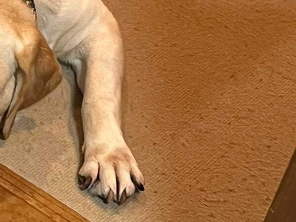 家の前で鳴いていた子猫　保護した後、同居犬とは別の部屋に移すと…「偉いね」「かわいい」