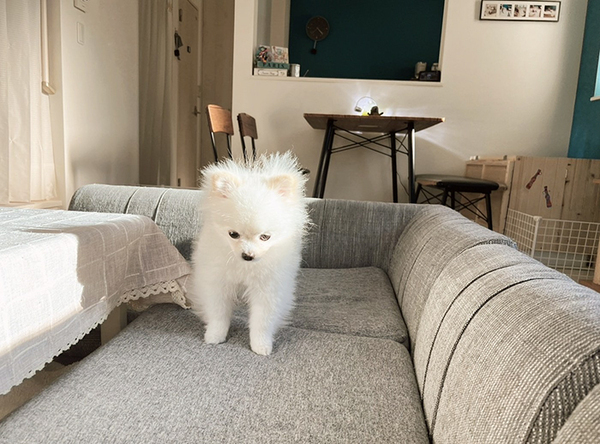 飼い主に叱られた犬　しかし、その姿をよく見ると…「開き直りがすごい」「コラーッ！」