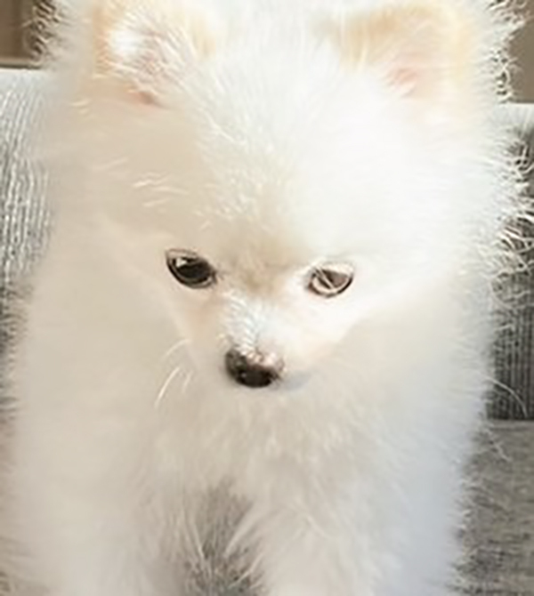 飼い主に叱られた犬　しかし、その姿をよく見ると…「開き直りがすごい」「コラーッ！」