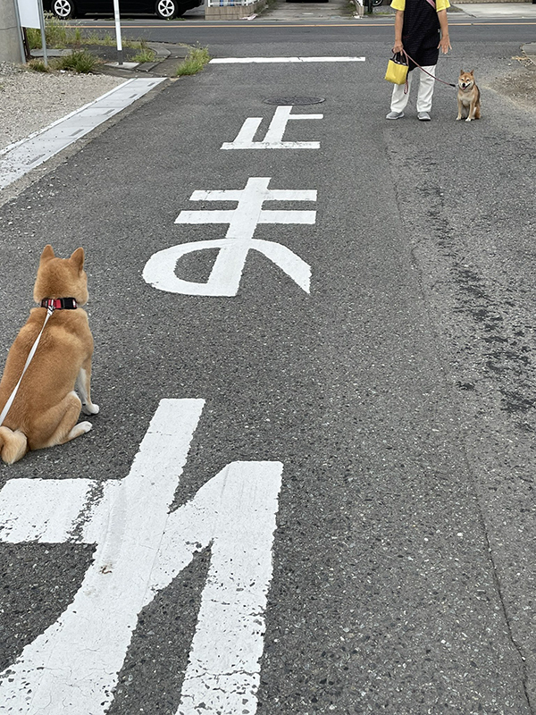 散歩中、急に立ち止まった柴犬　目にした光景に「お茶吹いた」「違う、そうじゃない」