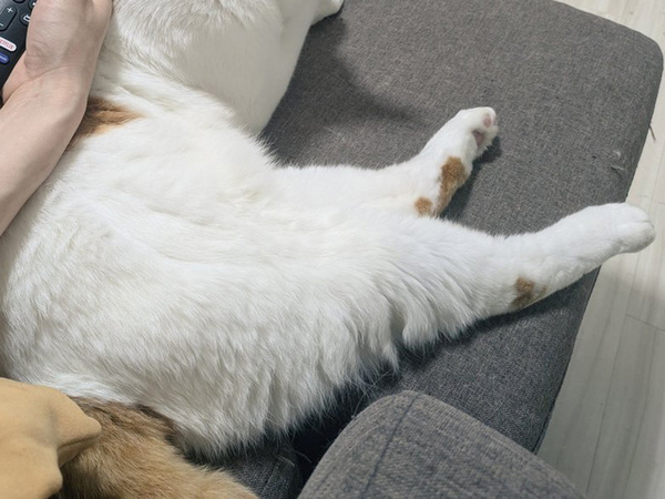 「かわいいだけでいいのに…」　『実用性』まで兼ね備えた愛猫に「最高だね」