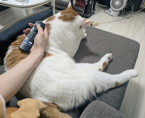 「かわいいだけでいいのに…」　『実用性』まで兼ね備えた愛猫に「最高だね」