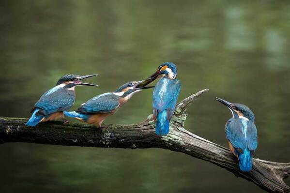 カワセミが悩んだ末…　取った行動に「すごく貴重！」「大変だ」