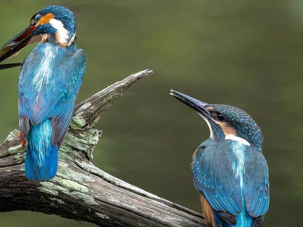 カワセミが悩んだ末…　取った行動に「すごく貴重！」「大変だ」