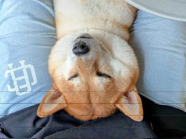 『ホットケーキと間違えられそうになった、柴犬』　1枚に「これめっちゃ好き」