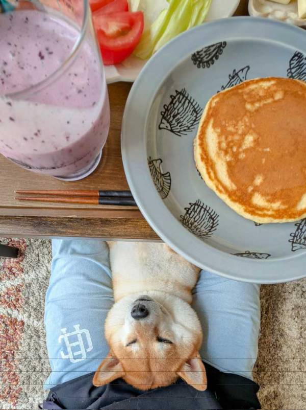 『ホットケーキと間違えられそうになった、柴犬』　1枚に「これめっちゃ好き」