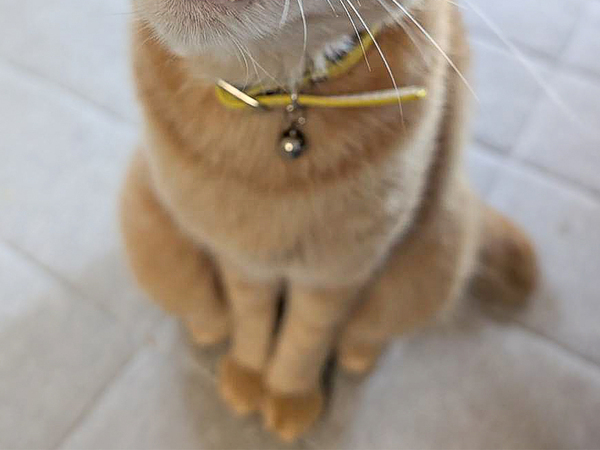 75歳母が愛猫を撮影　まさかのビジュアルに「志村けん？」「お茶吹いた」