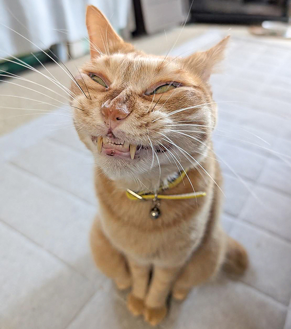 75歳母が愛猫を撮影　まさかのビジュアルに「志村けん？」「お茶吹いた」