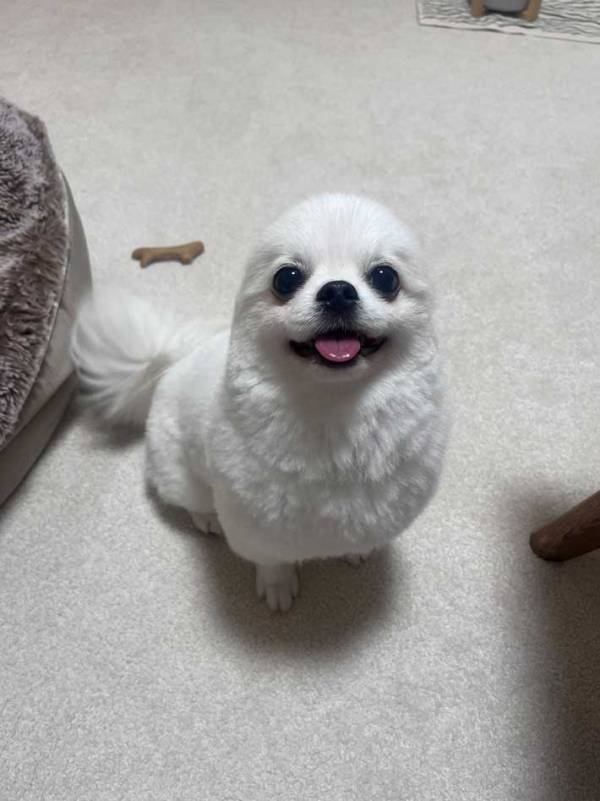 犬に見えない『犬』？　驚きの1枚に「爆笑した」