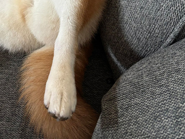 完全に野性を忘れている…　柴犬の寝方に「おじさんの休日？」「山賊焼きみたい！」