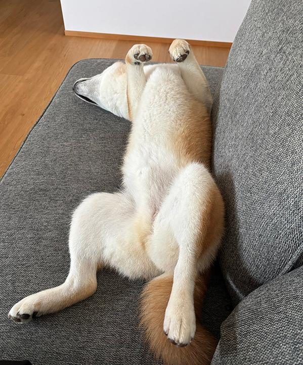 完全に野性を忘れている…　柴犬の寝方に「おじさんの休日？」「山賊焼きみたい！」