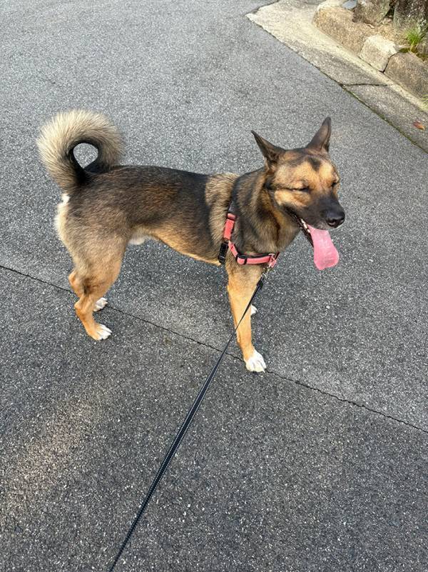 高齢女性「あんたは言い返さないの？」　犬の散歩中、いわれた言葉に22万『いいね』