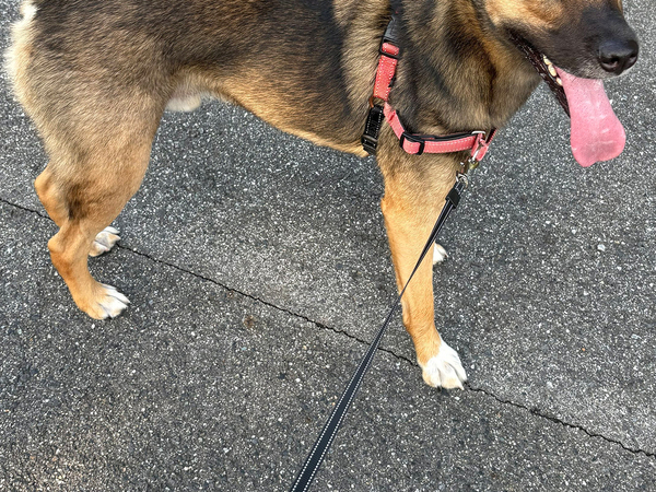 高齢女性「あんたは言い返さないの？」　犬の散歩中、いわれた言葉に22万『いいね』