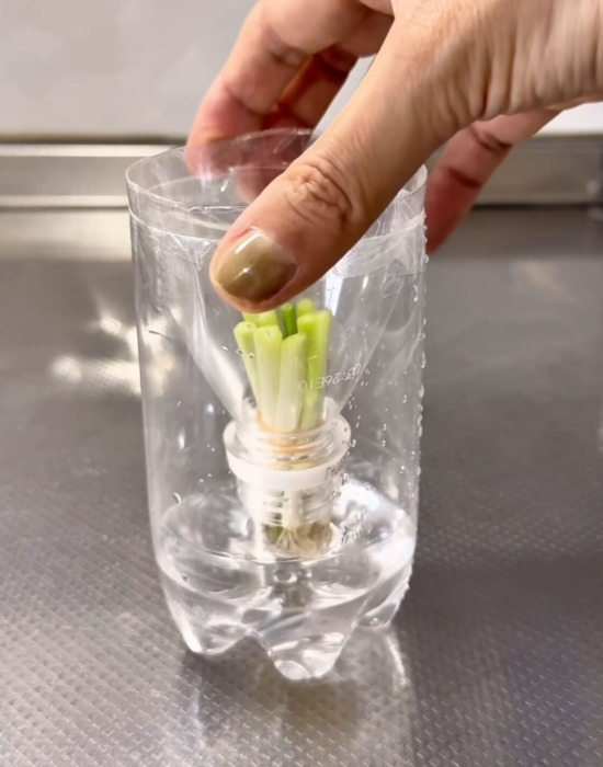 切ったネギの根本を水に浸すだけ！　結果に「また育った」「一石二鳥」