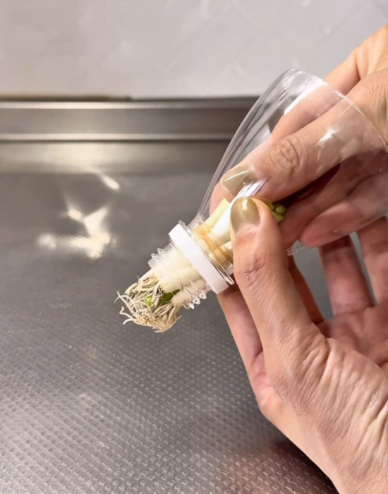 切ったネギの根本を水に浸すだけ！　結果に「また育った」「一石二鳥」