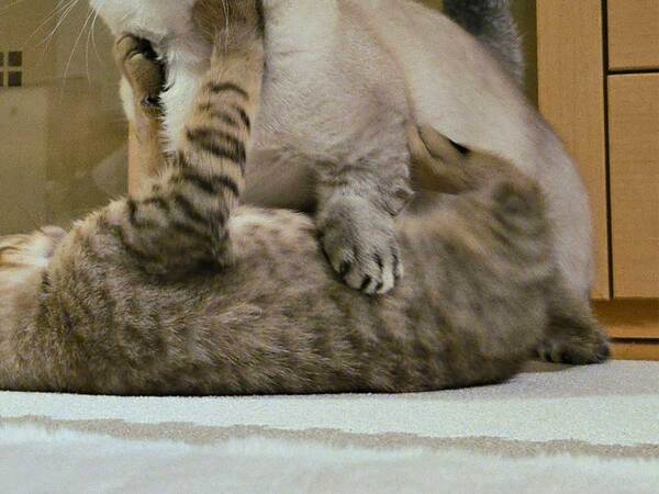 飼い主「余裕の笑みすぎる」　じゃれ合っている猫を見ると…「強者の貫禄」「素敵」