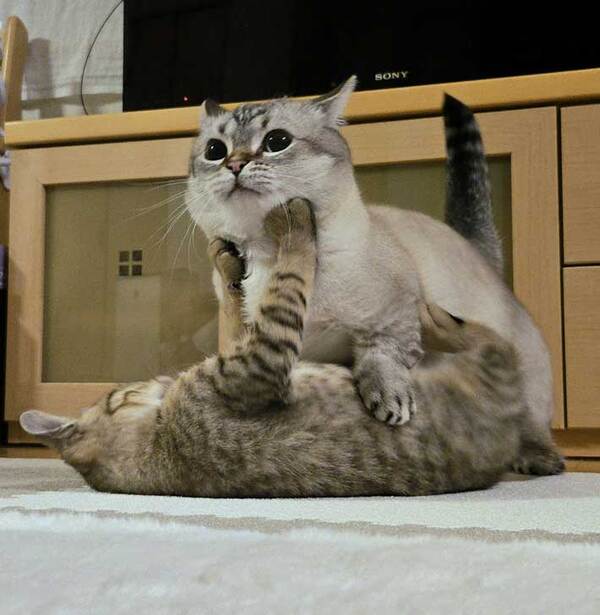 飼い主「余裕の笑みすぎる」　じゃれ合っている猫を見ると…「強者の貫禄」「素敵」