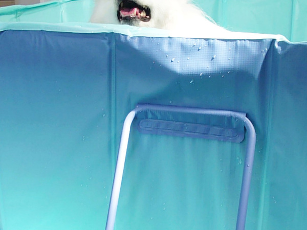 「余は満足じゃ」の顔をしている…　プールに浸かる愛犬に「間違いなく、ととのってる」