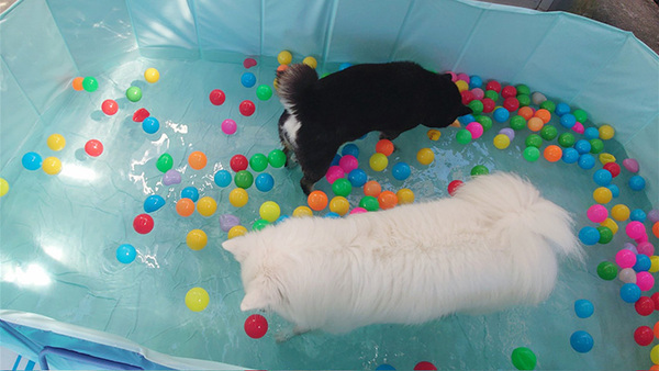 「余は満足じゃ」の顔をしている…　プールに浸かる愛犬に「間違いなく、ととのってる」