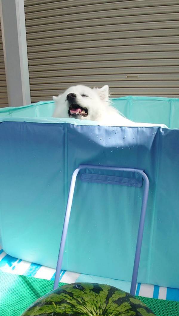 「余は満足じゃ」の顔をしている…　プールに浸かる愛犬に「間違いなく、ととのってる」