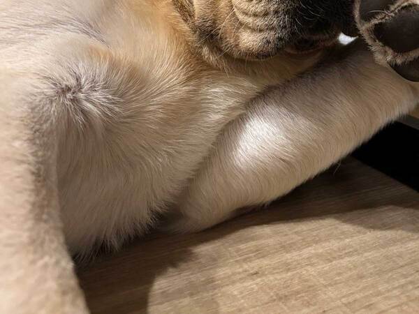 お盆休み最終日の犬　クセのある過ごし方に「ごめん笑った」「たまらん」