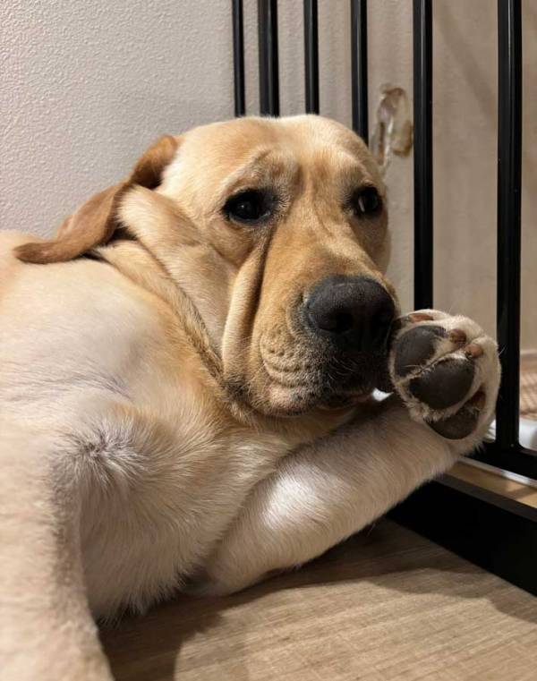 お盆休み最終日の犬　クセのある過ごし方に「ごめん笑った」「たまらん」