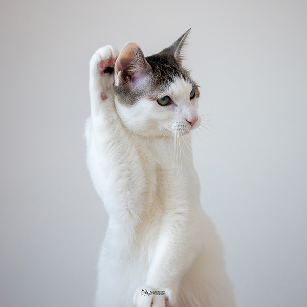「あの、もう一度いってください」　写真家が撮った愛猫に「こんな表情もするんだね」