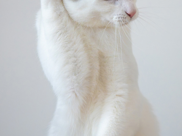 「あの、もう一度いってください」　写真家が撮った愛猫に「こんな表情もするんだね」