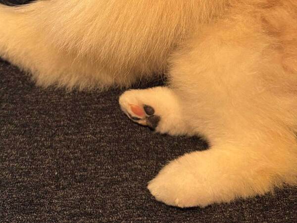 「絵に描いたような我が物顔」　飼い主のTシャツを手に入れたポメ、見せた表情にクスッ！