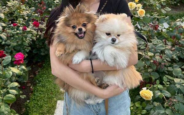 「絵に描いたような我が物顔」　飼い主のTシャツを手に入れたポメ、見せた表情にクスッ！