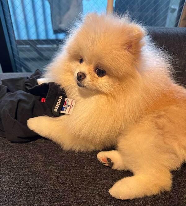 「絵に描いたような我が物顔」　飼い主のTシャツを手に入れたポメ、見せた表情にクスッ！