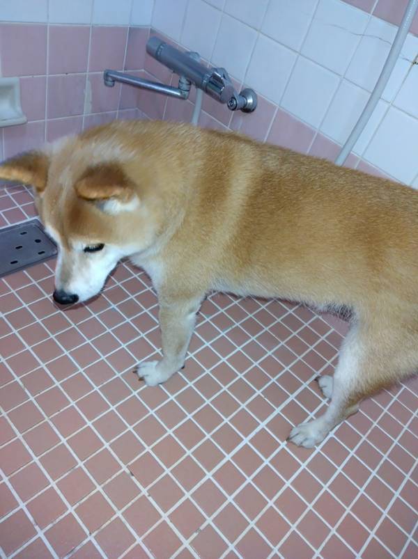 「俺、もしかして今から洗われるの…？」　お風呂に入った柴犬に「笑った」「虚無の顔だ」