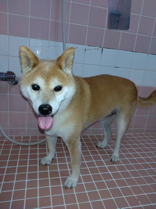 「俺、もしかして今から洗われるの…？」　お風呂に入った柴犬に「笑った」「虚無の顔だ」