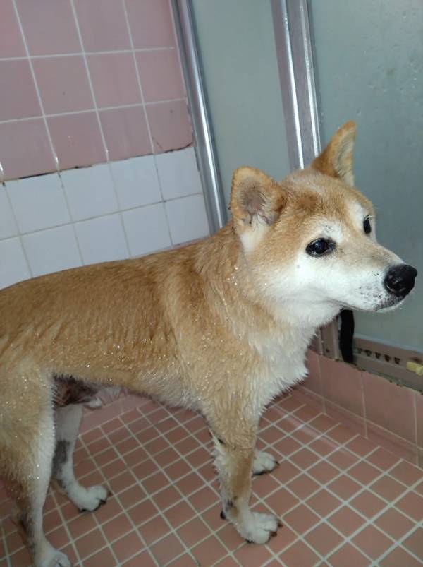 「俺、もしかして今から洗われるの…？」　お風呂に入った柴犬に「笑った」「虚無の顔だ」