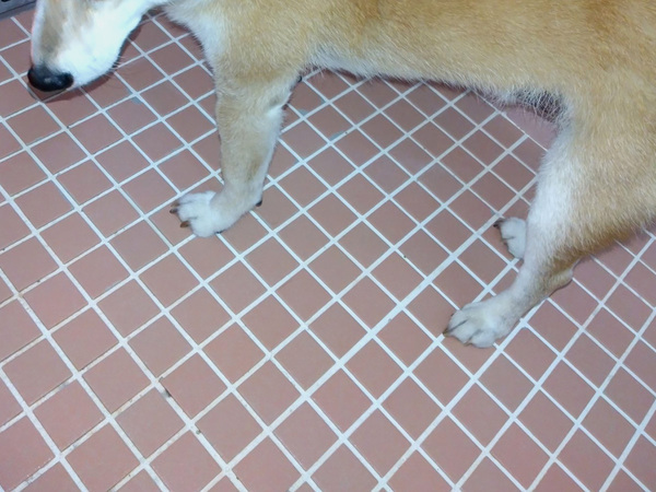 「俺、もしかして今から洗われるの…？」　お風呂に入った柴犬に「笑った」「虚無の顔だ」