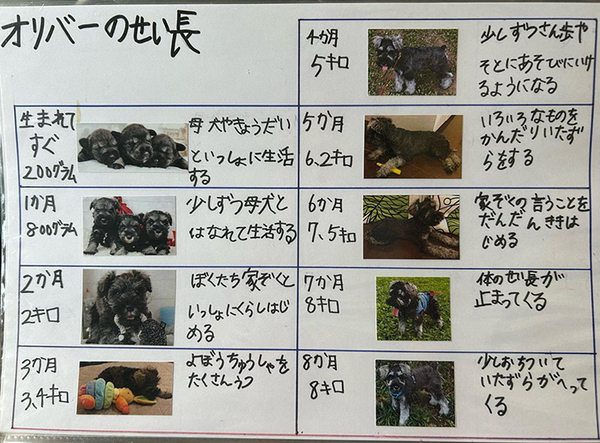 「特別賞をあげたい」「涙が出た」　小2息子の自由研究に絶賛の声