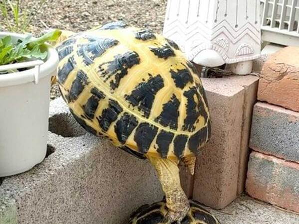 レンガの塀を越えようとするカメ　その下にいたのが？「笑った」「完璧なチームワーク」