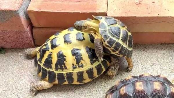 レンガの塀を越えようとするカメ　その下にいたのが？「笑った」「完璧なチームワーク」