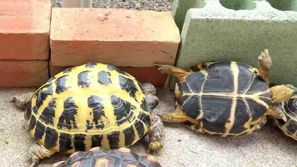 レンガの塀を越えようとするカメ　その下にいたのが？「笑った」「完璧なチームワーク」