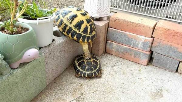 レンガの塀を越えようとするカメ　その下にいたのが？「笑った」「完璧なチームワーク」