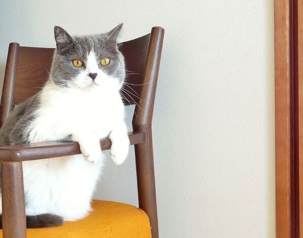 顕微鏡を覗く獣医師の真下で…　院内猫の姿に「吹いた」「これは無理」【4選】