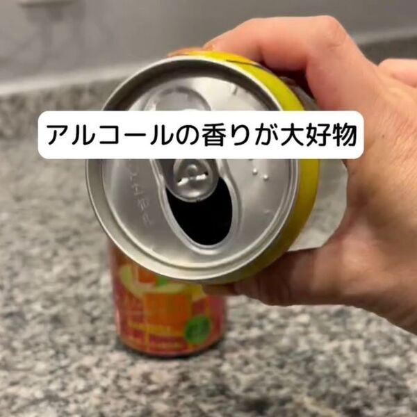 洗面所の髪の毛は放置厳禁　知られざるゴキブリの習性と撃退法